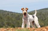 FOX TERRIER 279